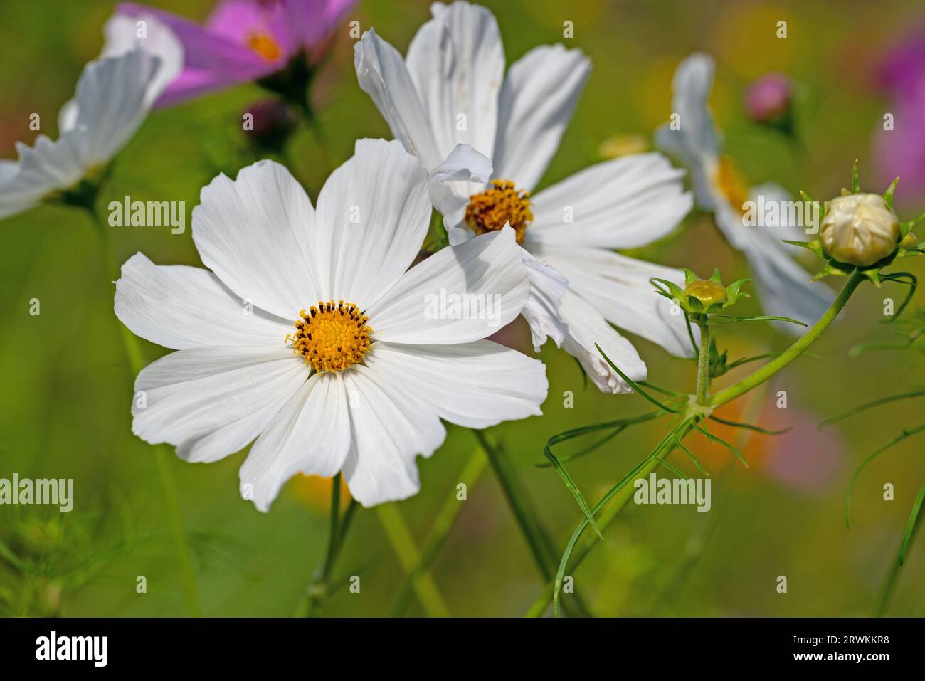 Cosmea, Cosmos bipinnatus, fioriscono in primo piano Foto Stock