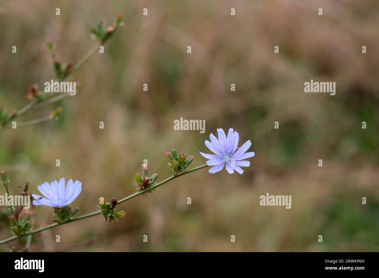Pianta di cicoria Chicorium intybus, fiori blu o viola della famiglia delle margherite perenni legnosi utilizzati per il sostituto del caffè o l'additivo della tarda estate nel Regno Unito Foto Stock