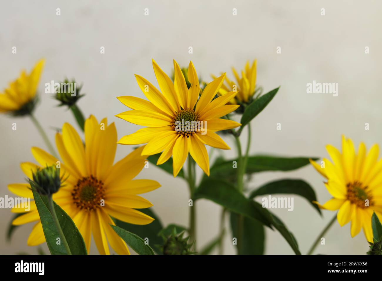 Un bouquet di carciofo di Gerusalemme, chiamato anche radice solare, girasole selvatiche, topinambur, o fiori di mele di terra Foto Stock