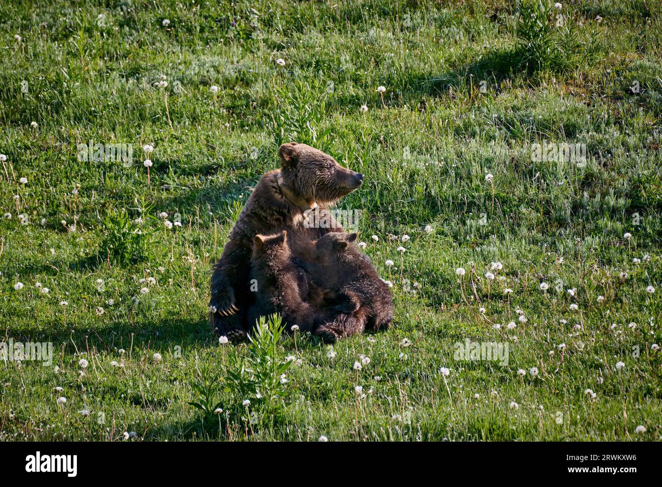 Grizzly Bear Srow Nursing her Cubs, Ursus arctos horribilis, Yellowstone National Park, Wyoming, Stati Uniti d'America Foto Stock