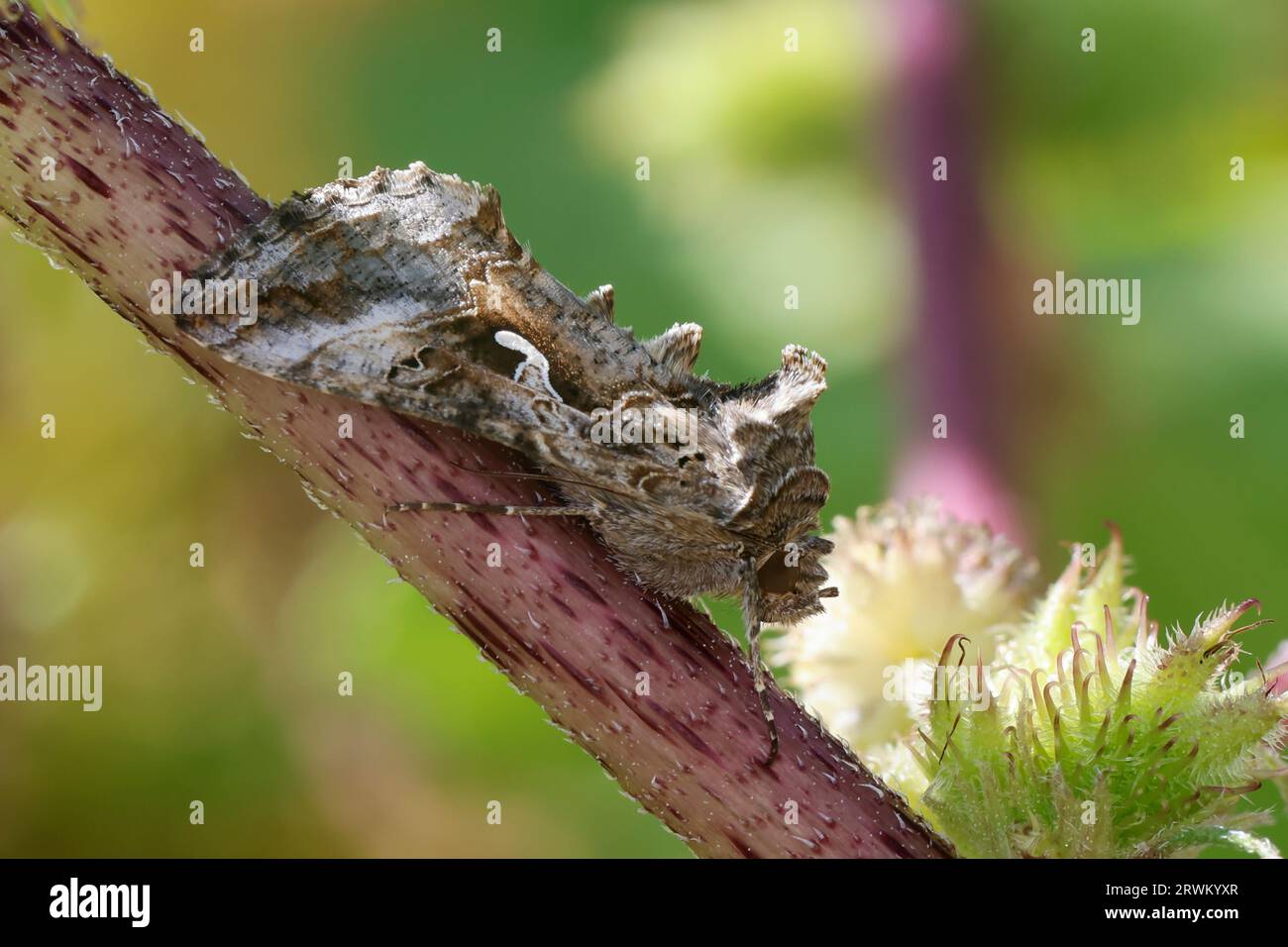 Gammaeule, Gamma-Eule, Pistoleneule, Autographa gamma, argento Y, le gamma, Noctuelle gamma, Eulenfalter, Noctuidae, noctuid falene, noctuid moth Foto Stock