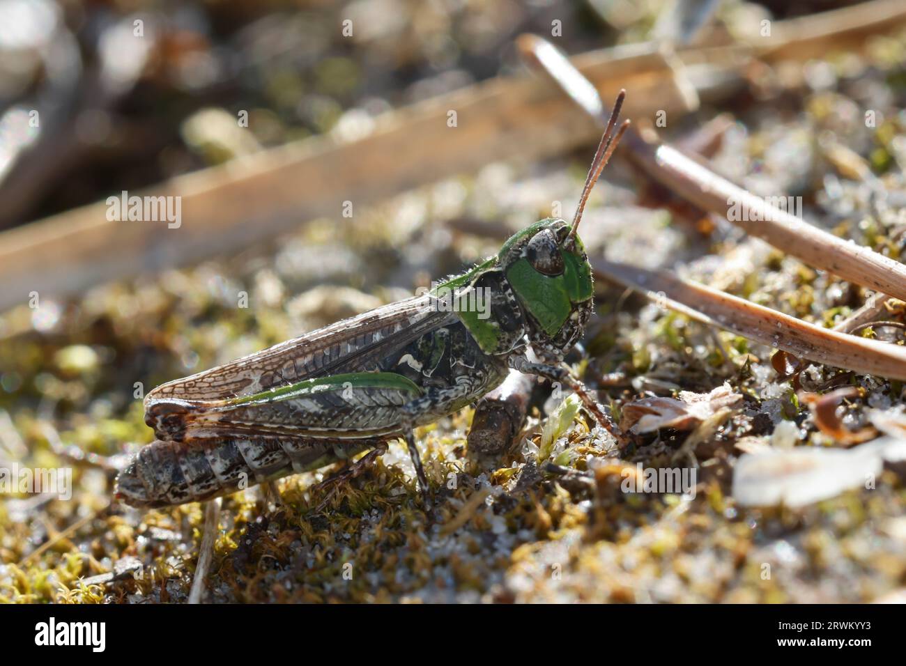 Gefleckte Keulenschrecke, Keulenschrecke, Weibchen, Myrmeleotettix maculatus, Gomphocerus maculatus, cavalletta a chiazze, femmina Foto Stock