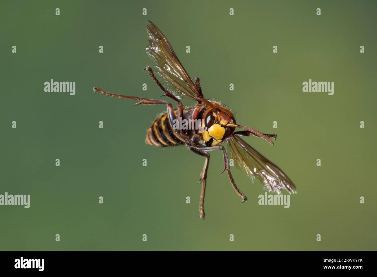 Hornisse, Hornissen, societé Flug, fliegend, Vespa crabro, hornet, calabroni, marrone hornet, Europeo hornet, volo, volare, Le frelon européen Foto Stock