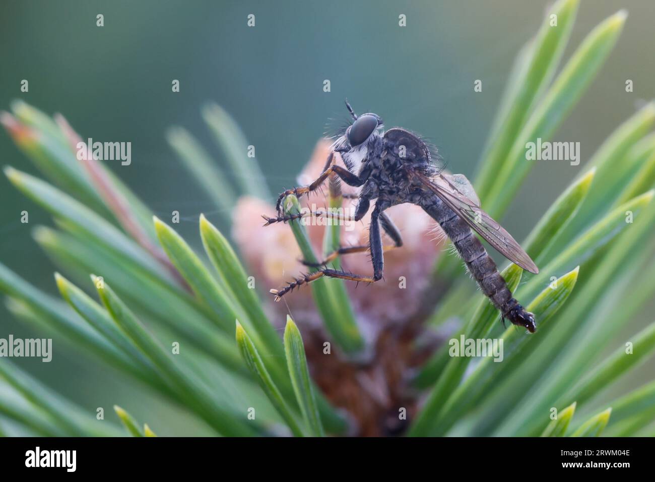 Gemeine Raubfliege, Männchen, Tolmerus atricapillus, male, Robberfly, Robber-fly, Raubfliegen, Mordfliegen, Asilidae, Robberflies, il rapinatore vola Foto Stock