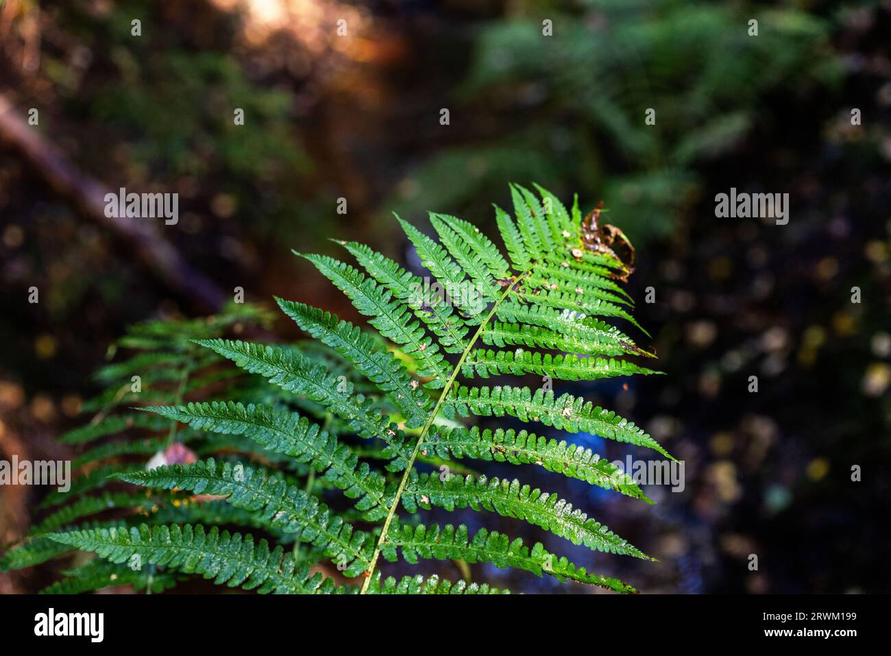 PFAS sopra i valori delle linee guida i​​n una foresta. Foto Stock