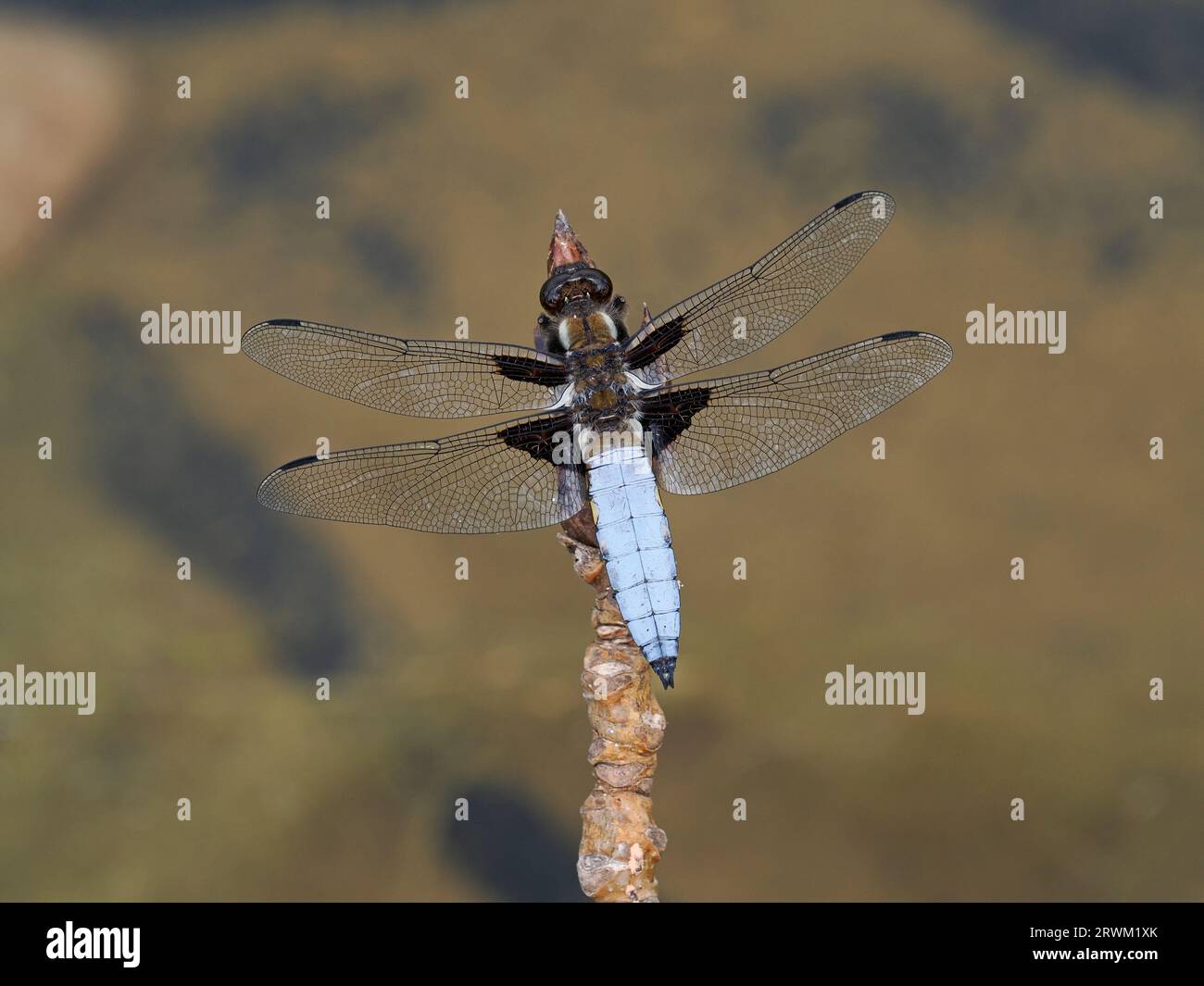 Chaser Dragonfly (Libellula depressa) maschio di grande corpo arroccato sul ramoscello, Herefordshire, Inghilterra, giugno Foto Stock