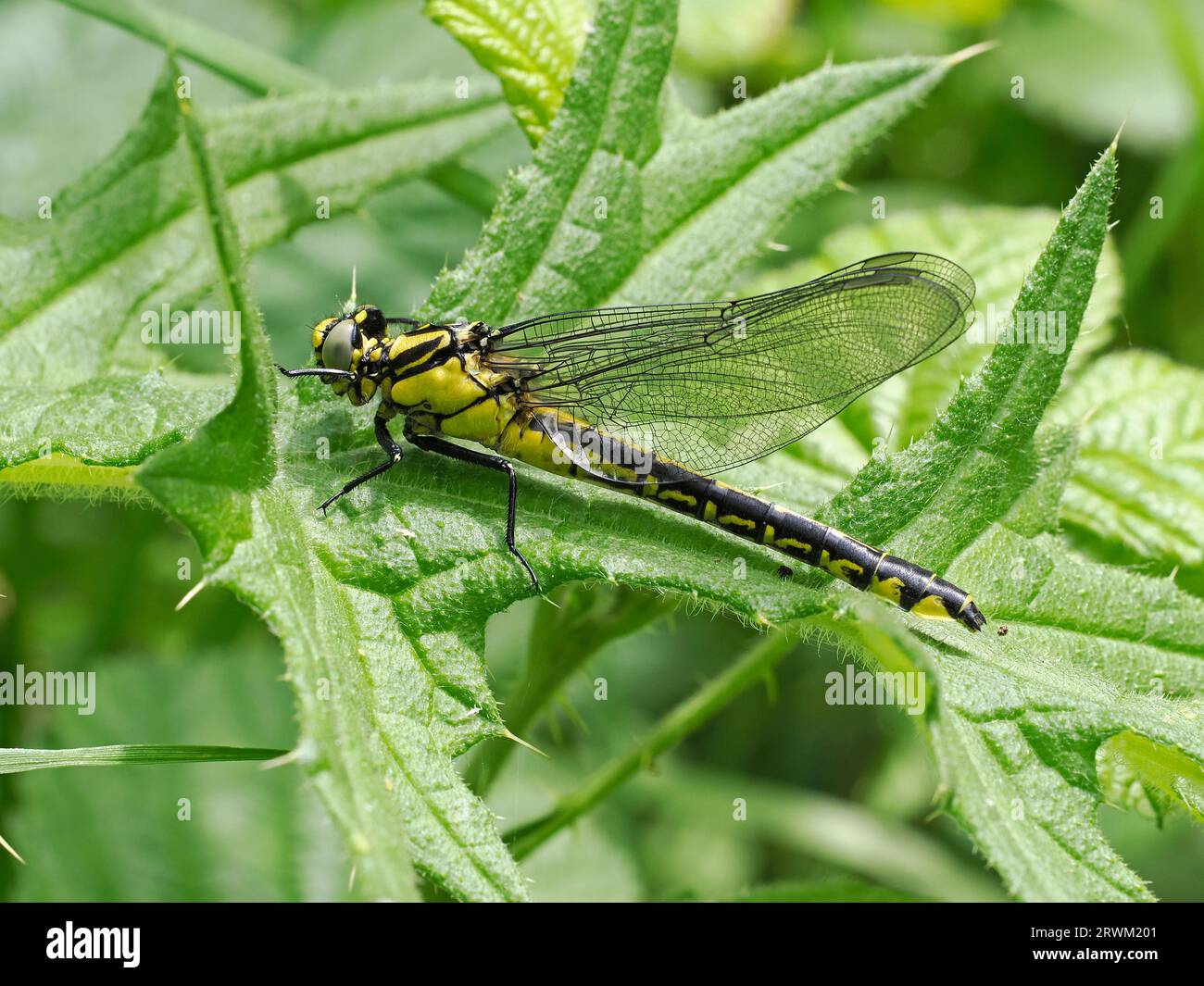 Comune Clubtail Dragonfly (Gomphus vulgatissimus) recentemente emerso adulto tenerale, riposato su foglia, Herefordshire, Inghilterra, maggio Foto Stock