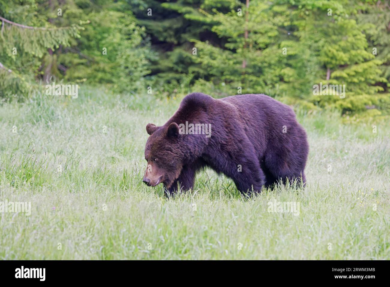 European Brown Bear – Large male Ursus arctos arctos Carpazi Mountains, Romania MA004203 Foto Stock