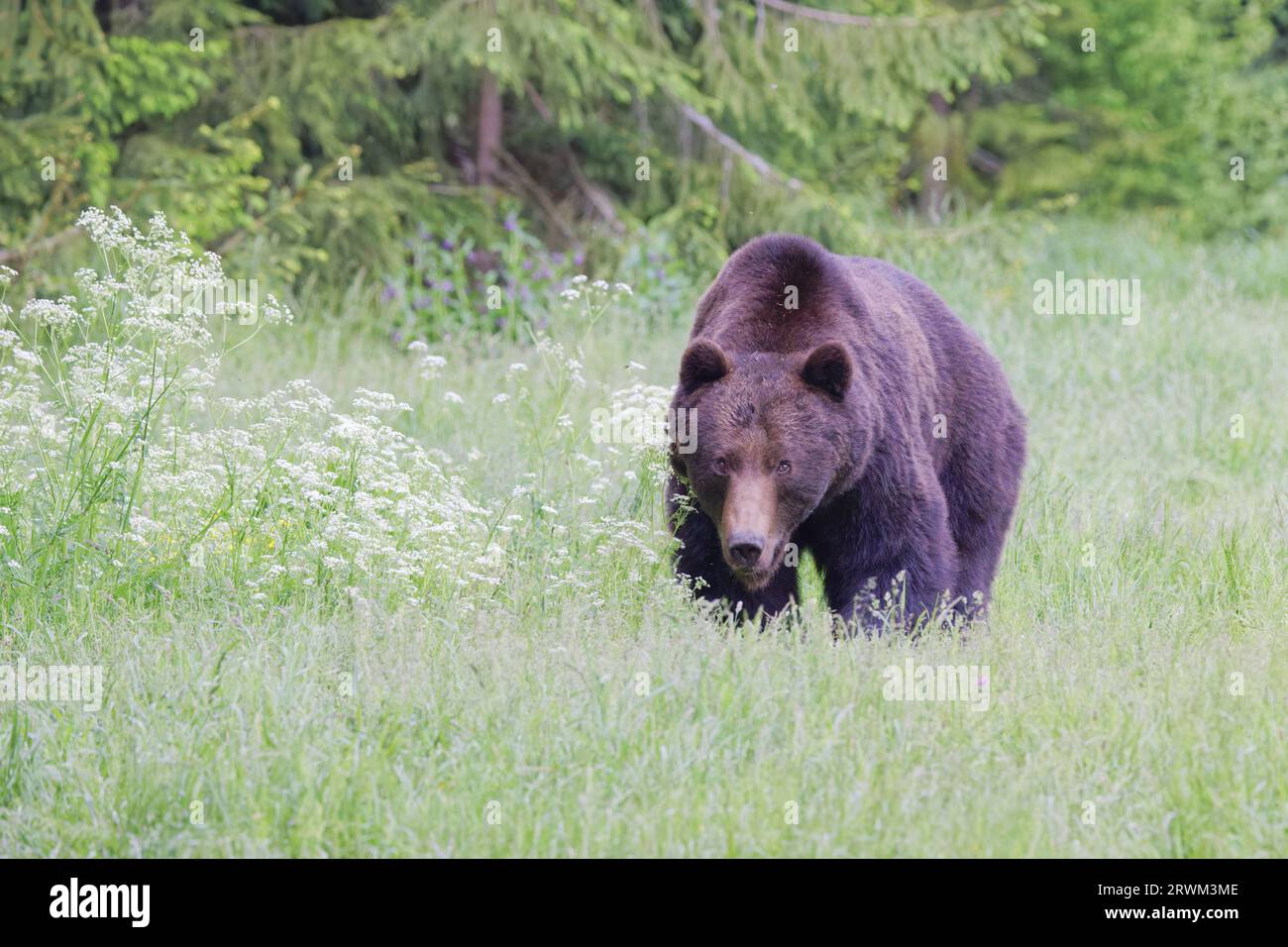European Brown Bear – Large male Ursus arctos arctos Carpazi Mountains, Romania MA004204 Foto Stock