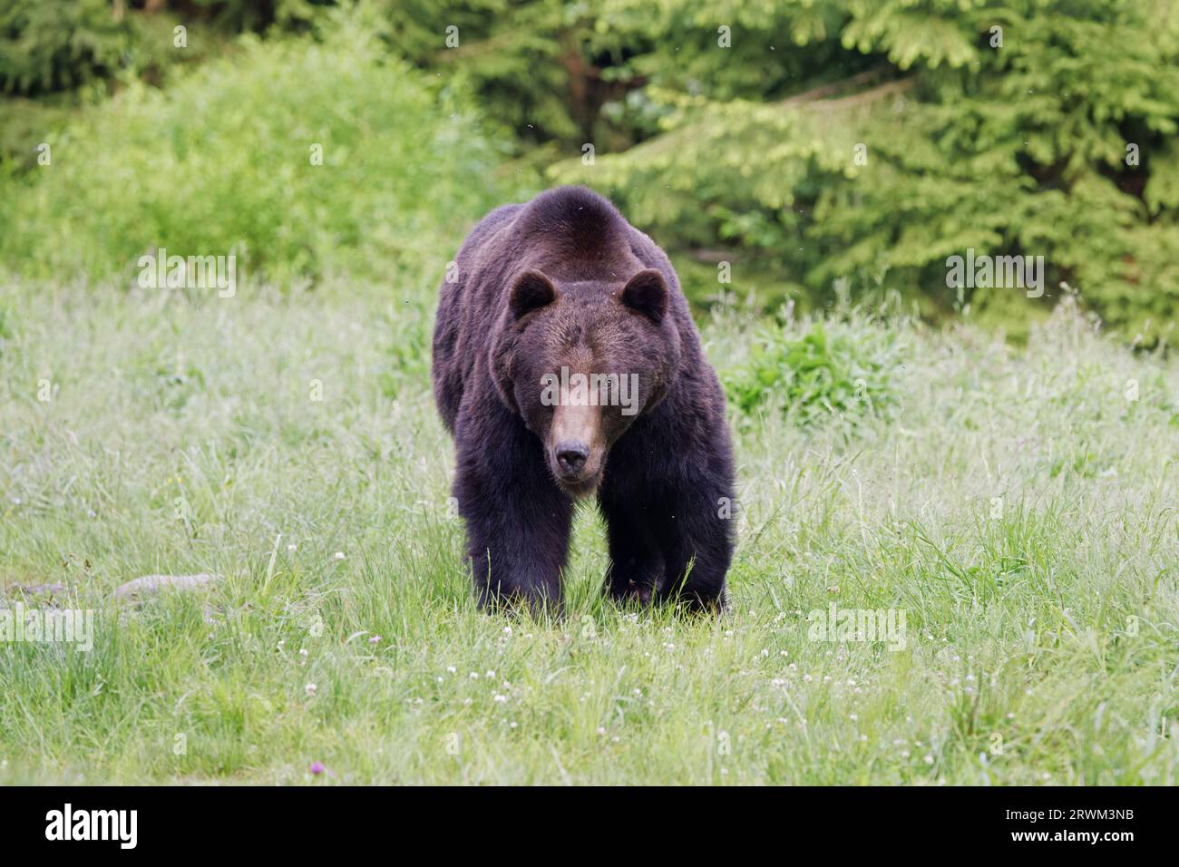 European Brown Bear – Large male Ursus arctos arctos Carpazi Mountains, Romania MA004209 Foto Stock