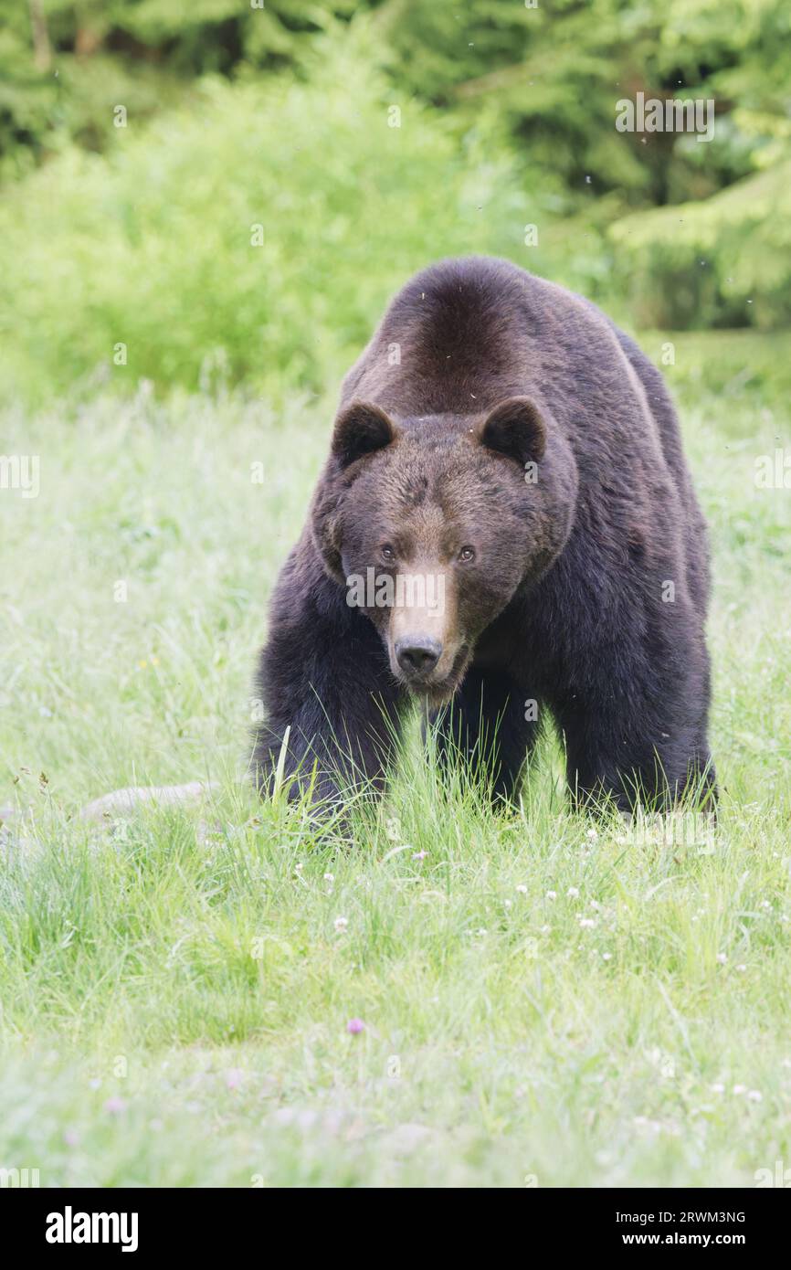 European Brown Bear – Large male Ursus arctos arctos Carpazi Mountains, Romania MA004210 Foto Stock