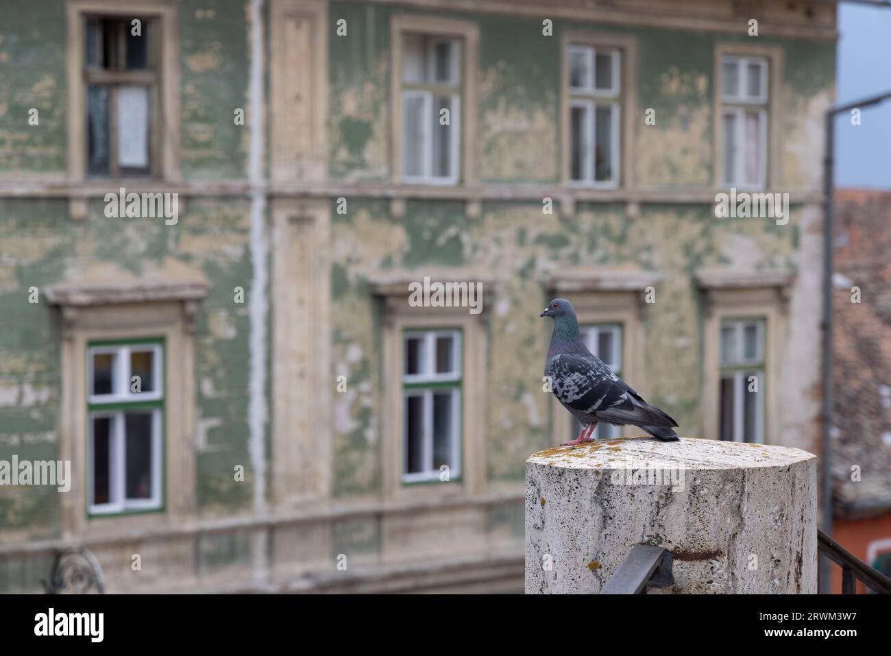 Piccione selvatico grigio scuro (Columba livia domestica) alias colomba cittadina, piccione cittadino o piccione di strada con un edificio storico sullo sfondo a Sibiu, Romania Foto Stock