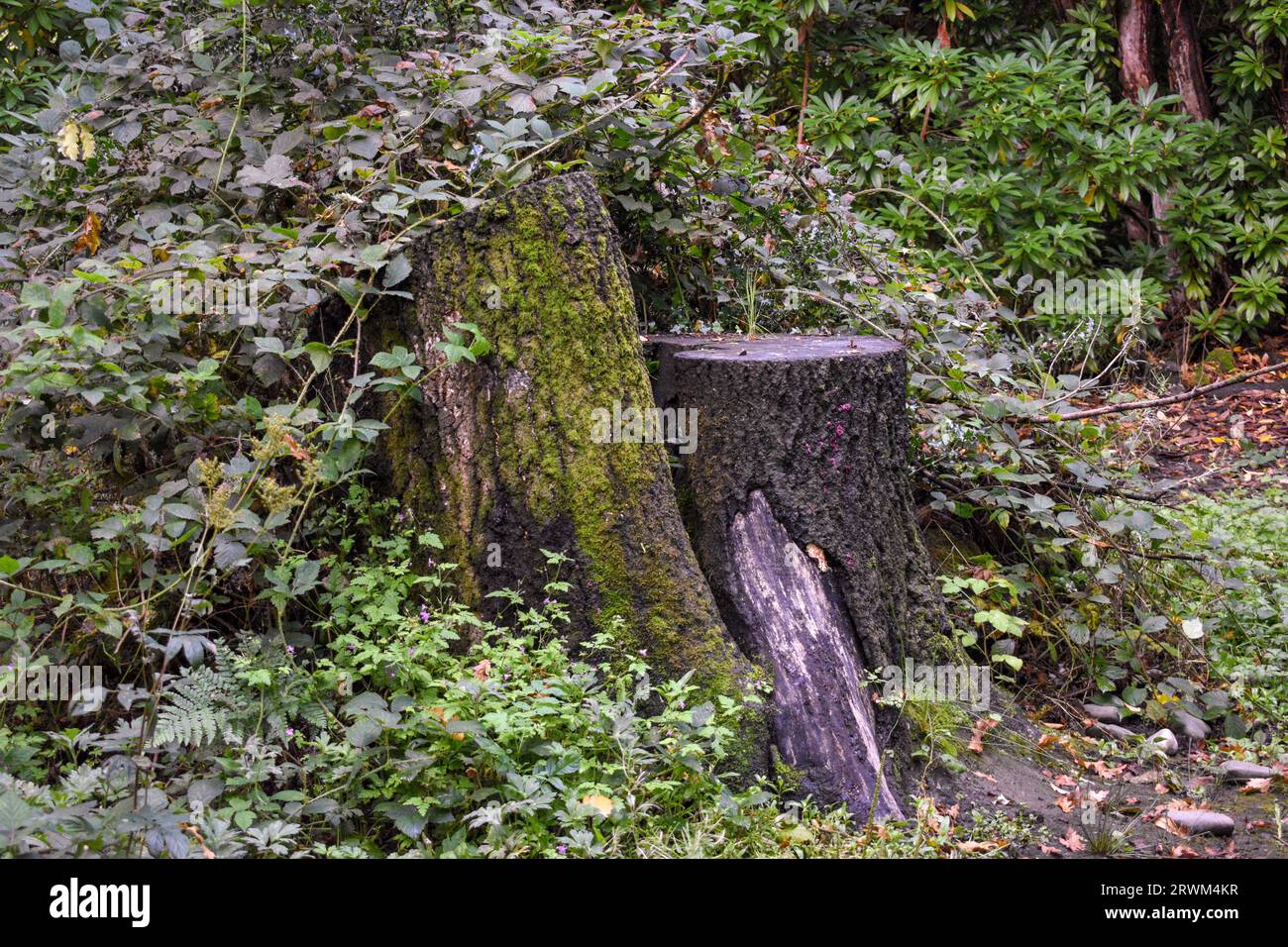 Due ceppi di alberi che si abbracciano insieme, tagliati ad altezze diverse e parzialmente coperti da piante in una zona boscosa buia della Cumbria. Foto Stock