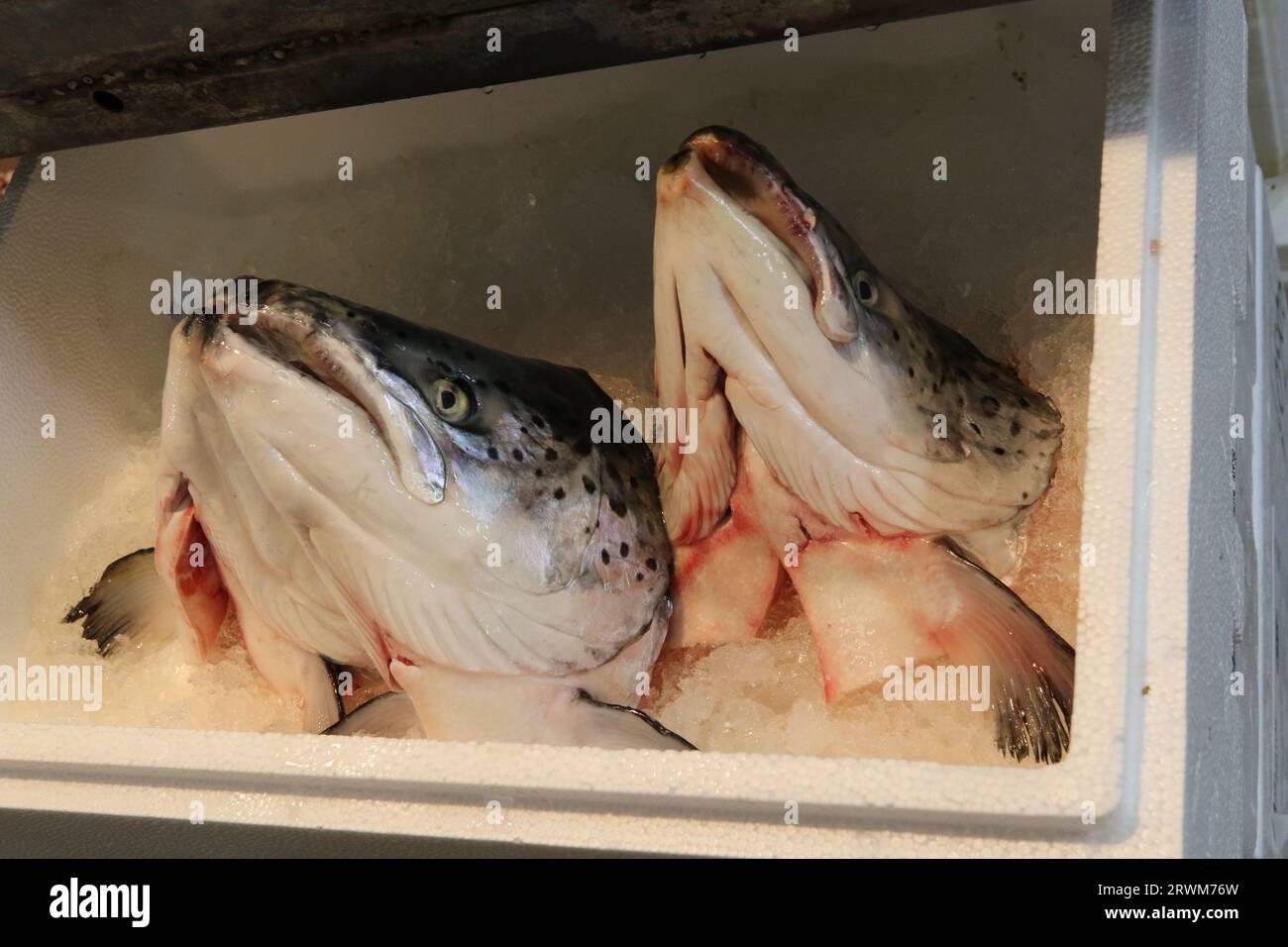 Frutti di mare in vendita al mercato municipale centrale di Varvakios, Atene, Grecia Foto Stock