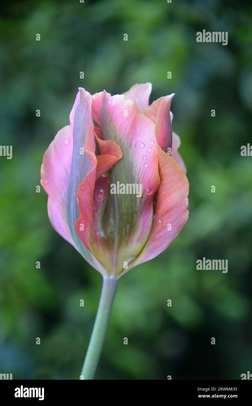 Fiore di Tulipa "Artist" (Viridiflora Tulip) bicolore con frange verde/viola coltivato in un confine in un cottage Garden inglese, Lancashire, Inghilterra Foto Stock