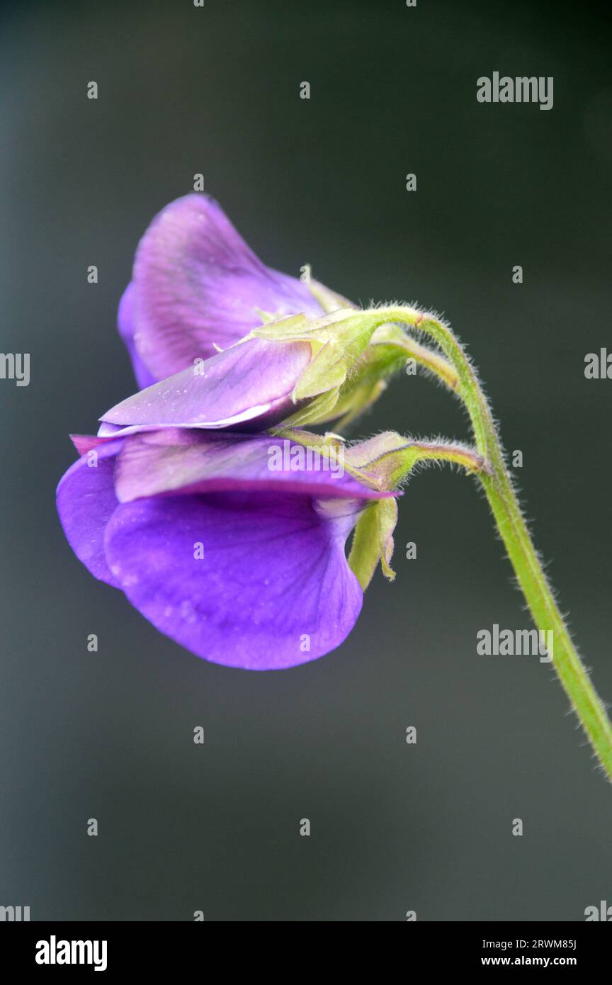 Single Climbing Sweet Pea 'Lathyrus Odoratus' (Purple Pimpernel) Fiore coltivato in un vaso di fiori in un cottage Garden inglese, Lancashire, Inghilterra, Regno Unito Foto Stock