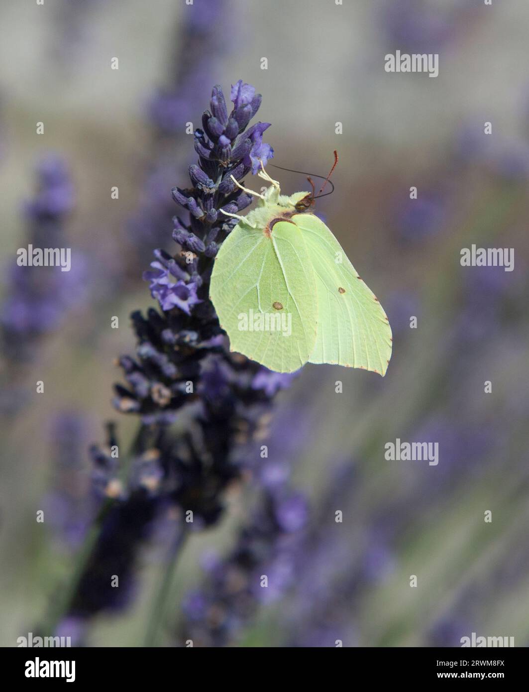 GENOPTERYX RHAMNI la comune farfalla Brimstone Foto Stock