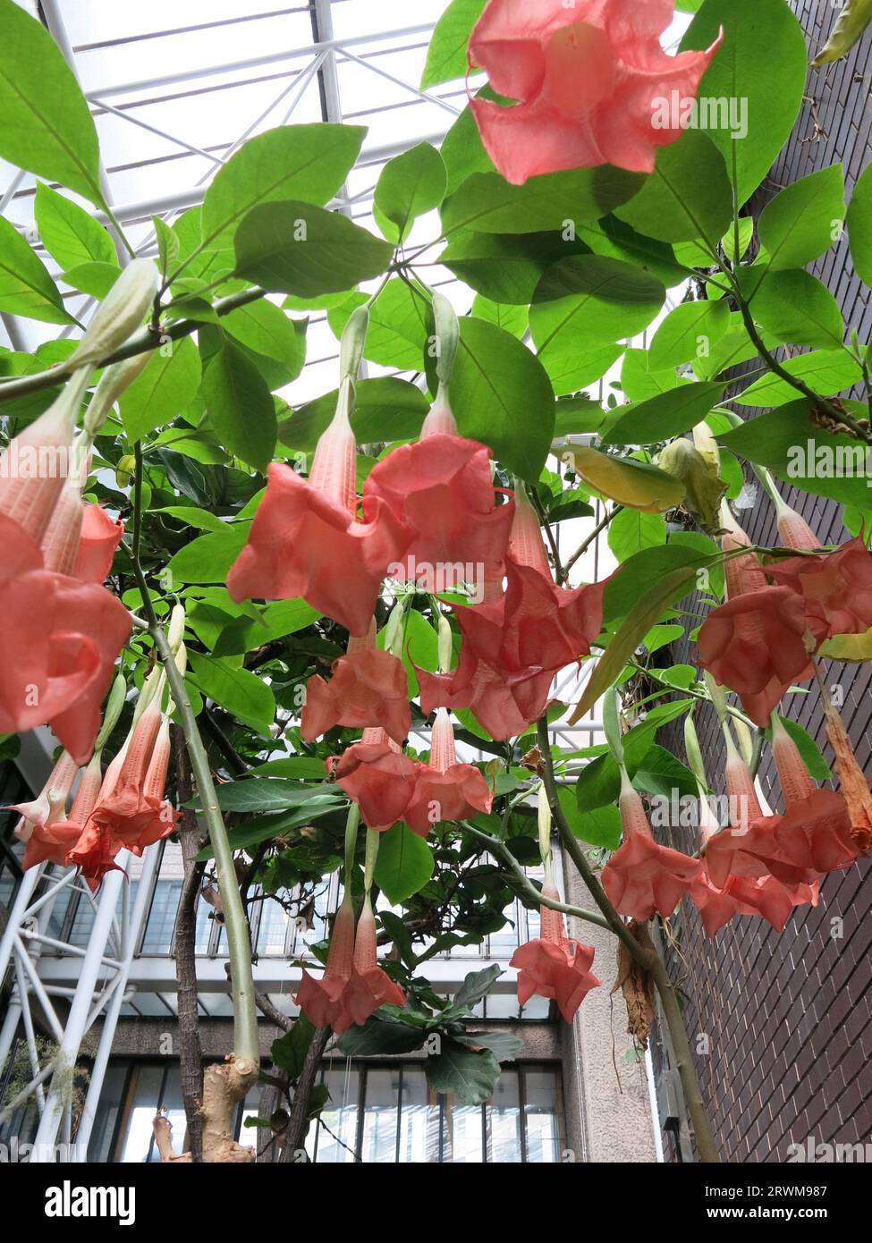 I fiori giganti e pendolari color salmone della tromba d'Angelo creano un'impressionante esposizione di fiori esotici in una serra tropicale o in una calda serra. Foto Stock