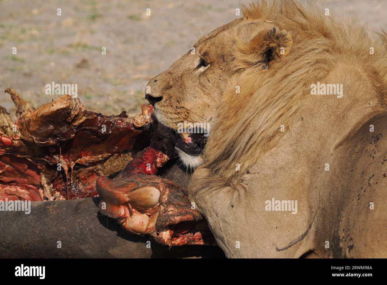 Questo grande orgoglio di leoni aveva ucciso un ippopotamo nella notte. La maggior parte dell'orgoglio aveva mangiato, ma alcuni ancora si godevano. Foto Stock
