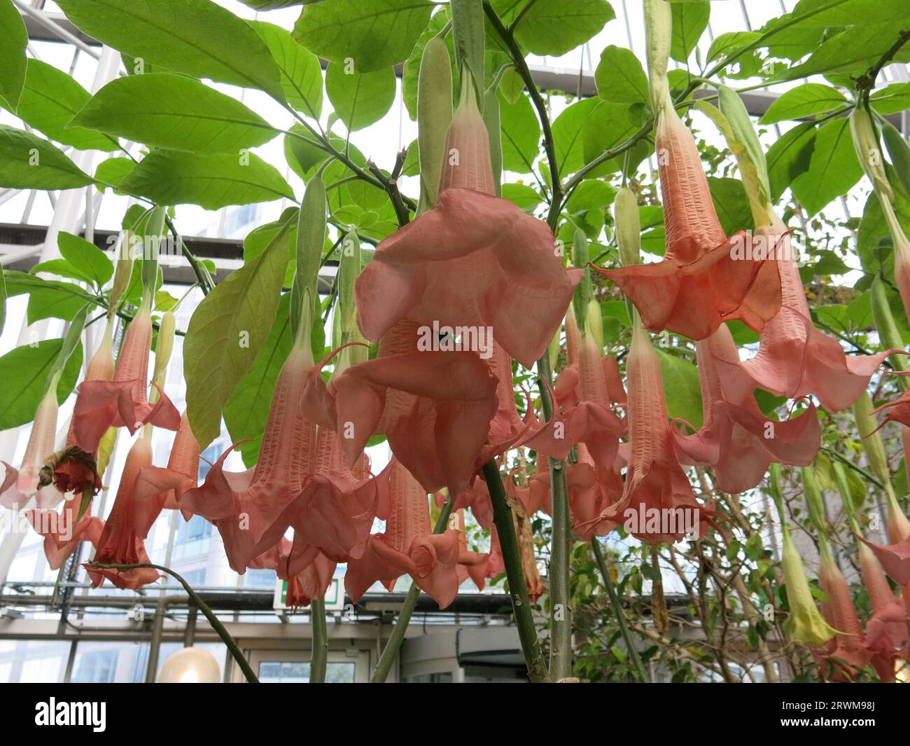I fiori giganti e pendolari color salmone della tromba d'Angelo creano un'impressionante esposizione di fiori esotici in una serra tropicale o in una calda serra. Foto Stock