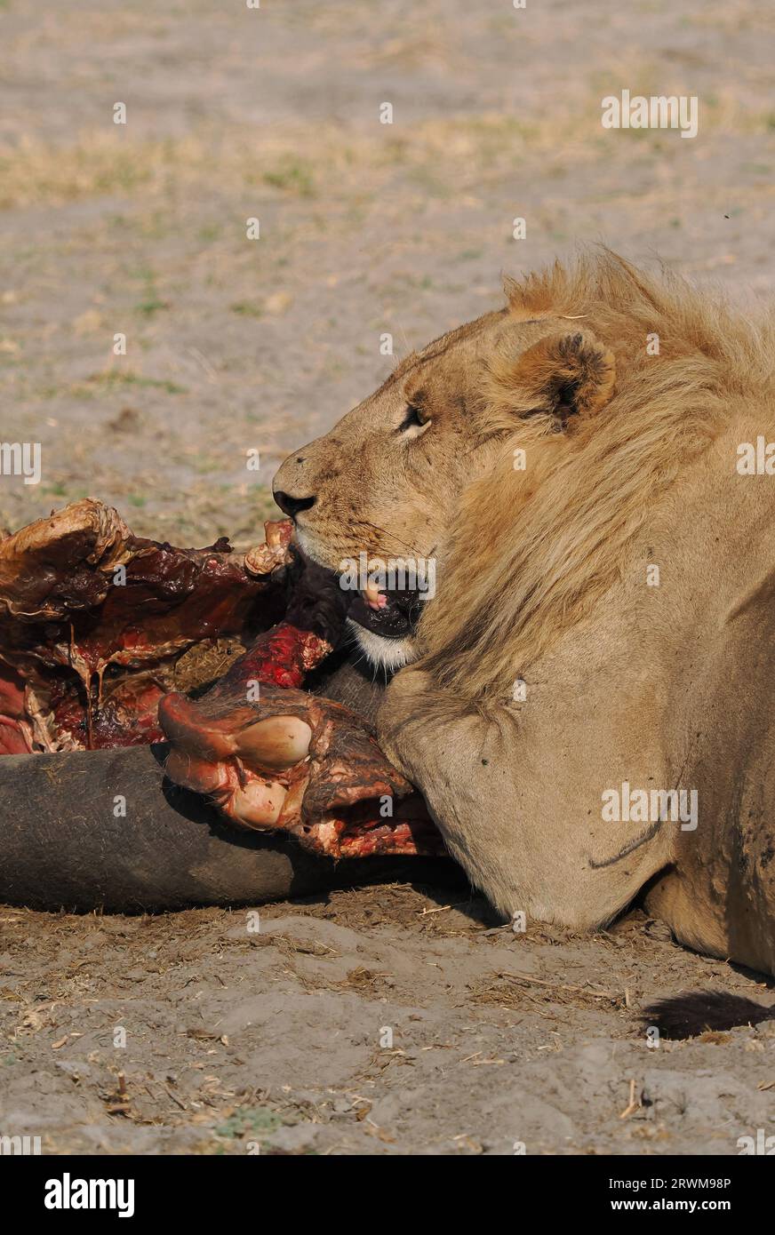 Questo grande orgoglio di leoni aveva ucciso un ippopotamo nella notte. La maggior parte dell'orgoglio aveva mangiato, ma alcuni ancora si godevano. Foto Stock