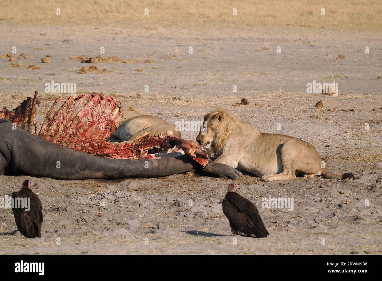 Questo grande orgoglio di leoni aveva ucciso un ippopotamo nella notte. La maggior parte dell'orgoglio aveva mangiato, ma alcuni ancora si godevano. Foto Stock