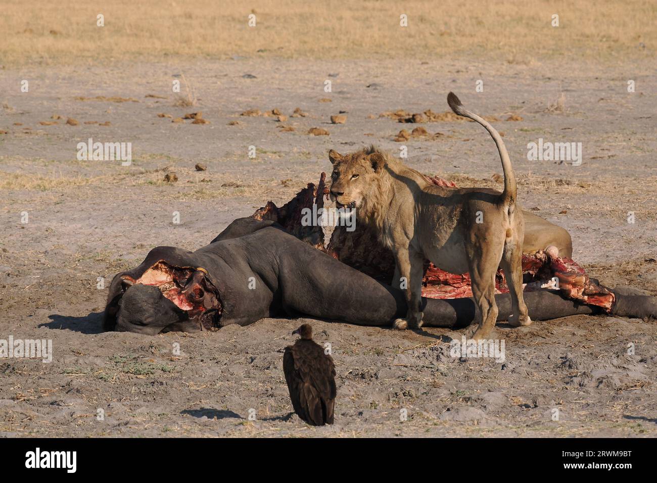 Questo grande orgoglio di leoni aveva ucciso un ippopotamo nella notte. La maggior parte dell'orgoglio aveva mangiato, ma alcuni ancora si godevano. Foto Stock