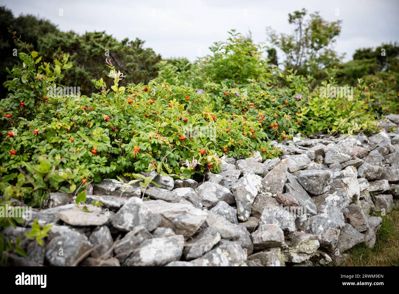 la bellezza naturale dei fianchi di rose selvatiche che prosperano lungo un muro di pietra. Il muro di pietra, in sfumature di grigio, fornisce uno sfondo affascinante per il verde lussureggiante Foto Stock