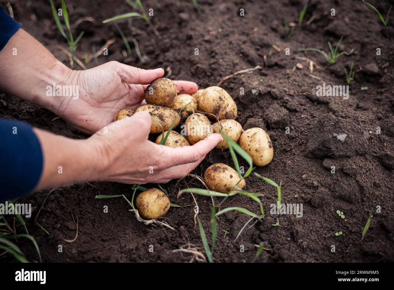 le mani cuocheranno delicatamente una raccolta di patate appena raccolte e terrose. Le patate riposano su terreno sabbioso, vengono raccolte con cura, mettendo in mostra Foto Stock