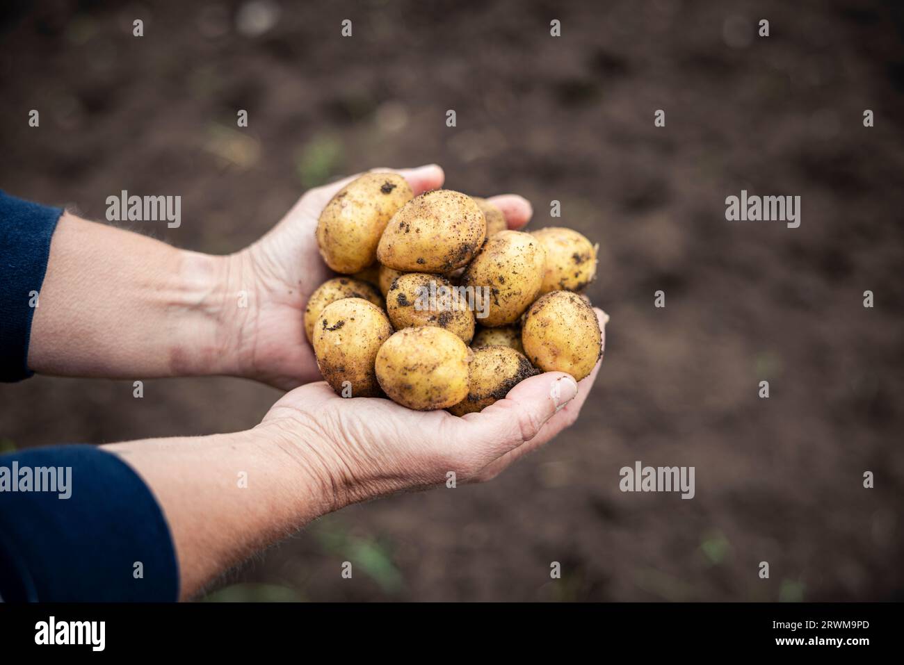 le mani cuocheranno delicatamente una raccolta di patate appena raccolte e terrose. Le patate riposano su terreno sabbioso, vengono raccolte con cura, mettendo in mostra Foto Stock