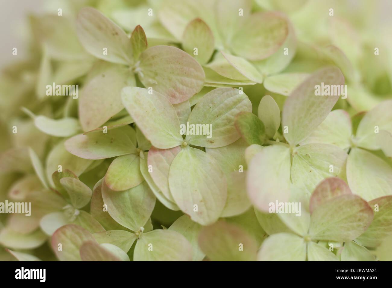 Hydrangea, hortensia Flower Selective Focus macro Foto Stock