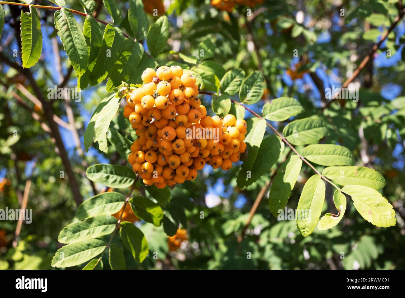 Primi piani di bacche di rowan mature rosso-arancio che crescono in grappoli sui rami di un albero rowan. Colori brillanti dell'autunno. Foto di alta qualità Foto Stock