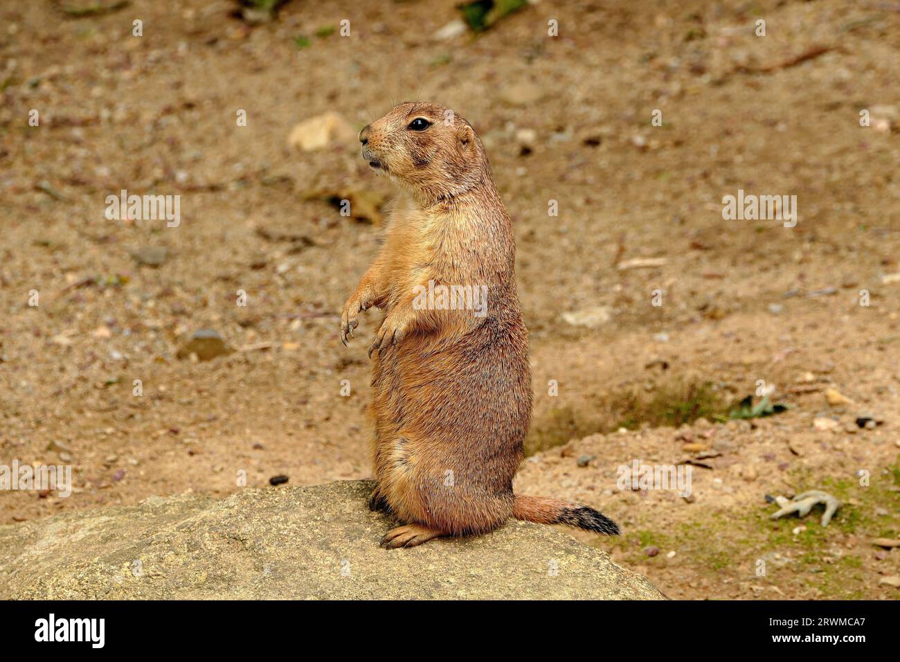 Un adorabile scoiattolo di terra si erge in posizione eretta sulle gambe posteriori con le zampe anteriori sollevate. Foto Stock