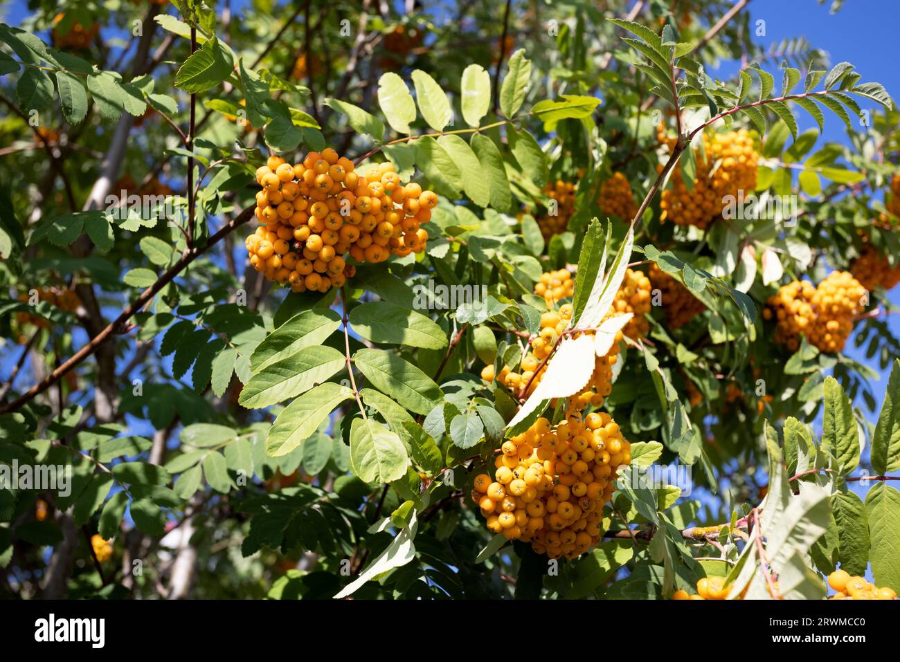 Primi piani di bacche di rowan mature rosso-arancio che crescono in grappoli sui rami di un albero rowan. Colori brillanti dell'autunno. Foto di alta qualità Foto Stock