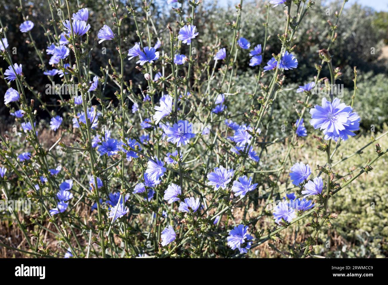 La cicoria (Cichorium intybus) fiorisce in natura in estate. Fiori di cicoria blu crescono su uno stelo in un giardino fiorito. coltivazione di piante medicinali conc Foto Stock