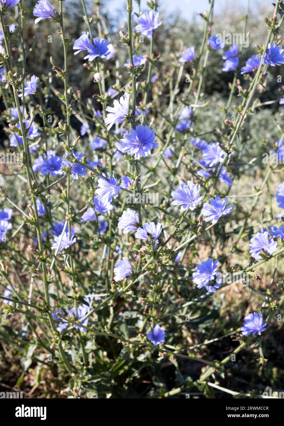 La cicoria (Cichorium intybus) fiorisce in natura in estate. Fiori di cicoria blu crescono su uno stelo in un giardino fiorito. coltivazione di piante medicinali conc Foto Stock