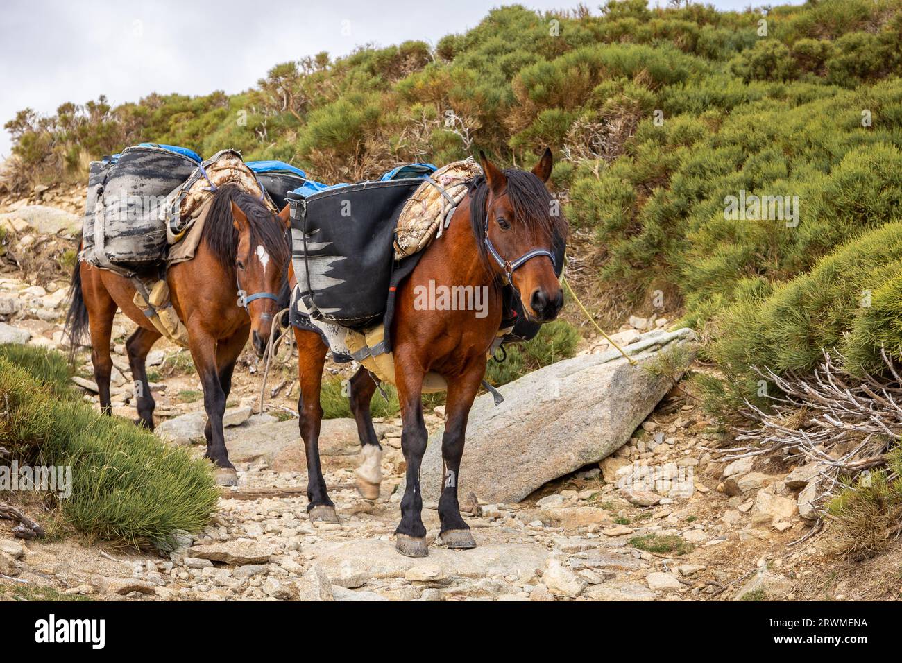 Due cavalli marroni su un sentiero escursionistico in pietra che trasportano merci in sidebags al rifugio Refugio Laguna grande de Gredos nelle montagne della Sierra de Gredos. Foto Stock