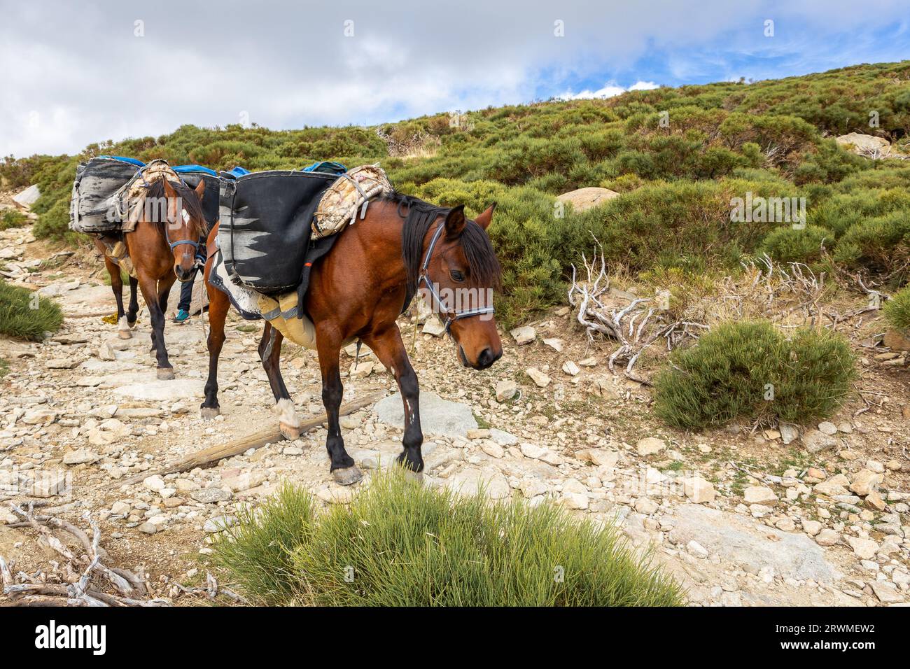 Due cavalli marroni su un sentiero escursionistico in pietra che trasportano merci in sidebags al rifugio Refugio Laguna grande de Gredos nelle montagne della Sierra de Gredos. Foto Stock