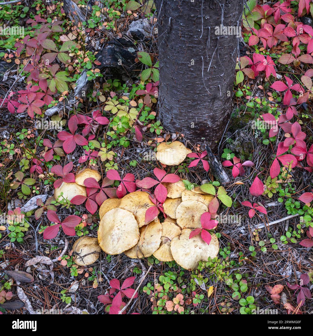 Funghi selvatici e foglie di mirtillo rosso sul fondo della foresta del Kootenay National Park, British Columbia, Canada Foto Stock
