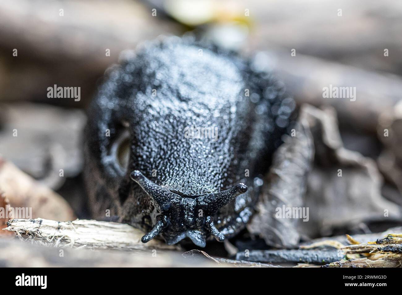 Slug nero con chiglia, slug grigio-cenere, slug nero-cenere (Limax cinereoniger), Woodls, Studland Dunes, Dorset, Regno Unito Foto Stock