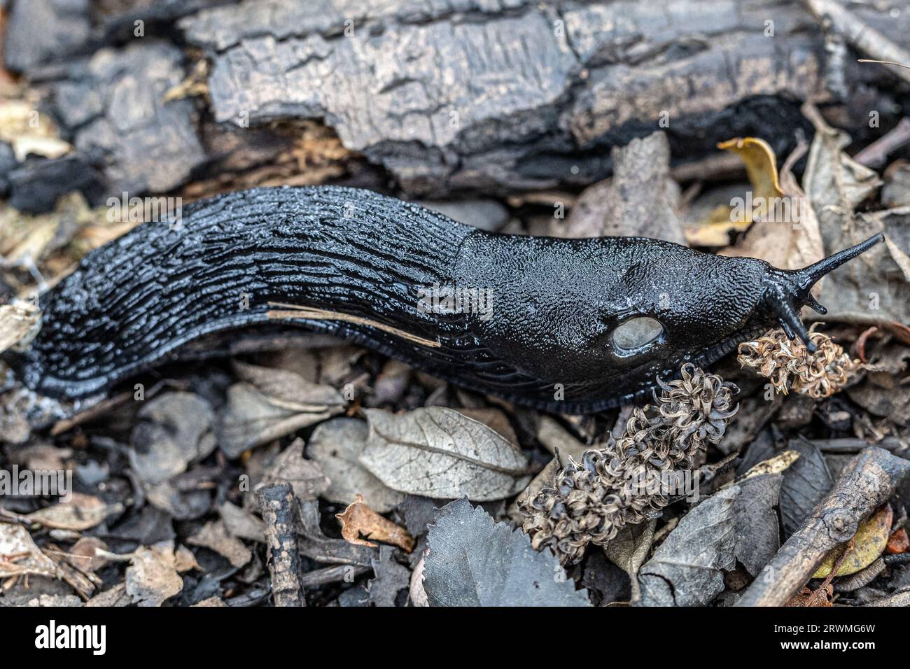Slug nero con chiglia, slug grigio-cenere, slug nero-cenere (Limax cinereoniger), Woodls, Studland Dunes, Dorset, Regno Unito Foto Stock