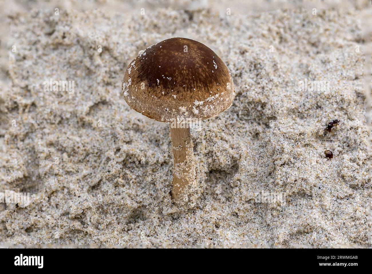 Dune brittlestem, Psathyrella ammophila, Studland dunes, Dorset, Regno Unito Foto Stock