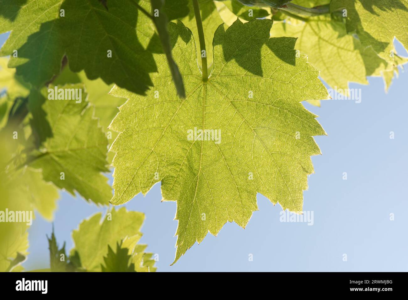 Foglie giovani di vite (Vitis vinifera) in tarda primavera retroilluminate verde pallido fresco contro il cielo blu su un vitigno da giardino, Berkshire, maggio Foto Stock