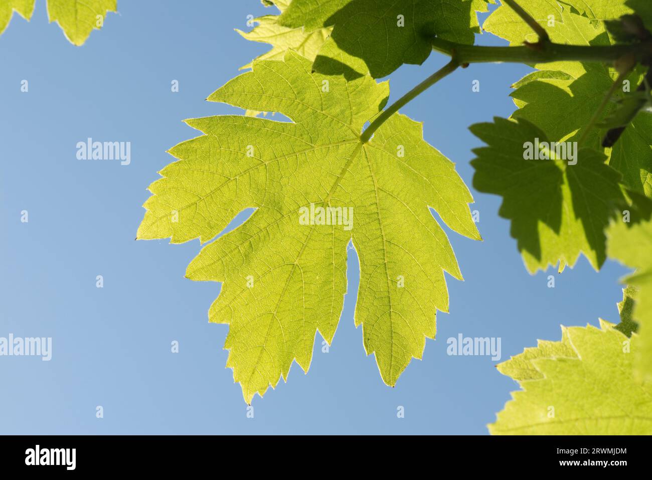 Foglie giovani di vite (Vitis vinifera) in tarda primavera retroilluminate verde pallido fresco contro il cielo blu su un vitigno da giardino, Berkshire, maggio Foto Stock