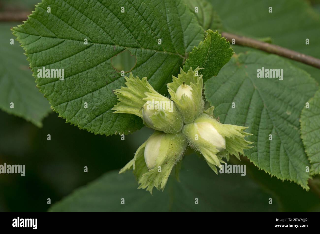 Nocciole verdi giovani o noci di cocco (Corylus avellana) ogni frutto racchiuso in un involucro a foglia che si sviluppa su un cespuglio di nocciole in estate, Berkshire, luglio Foto Stock