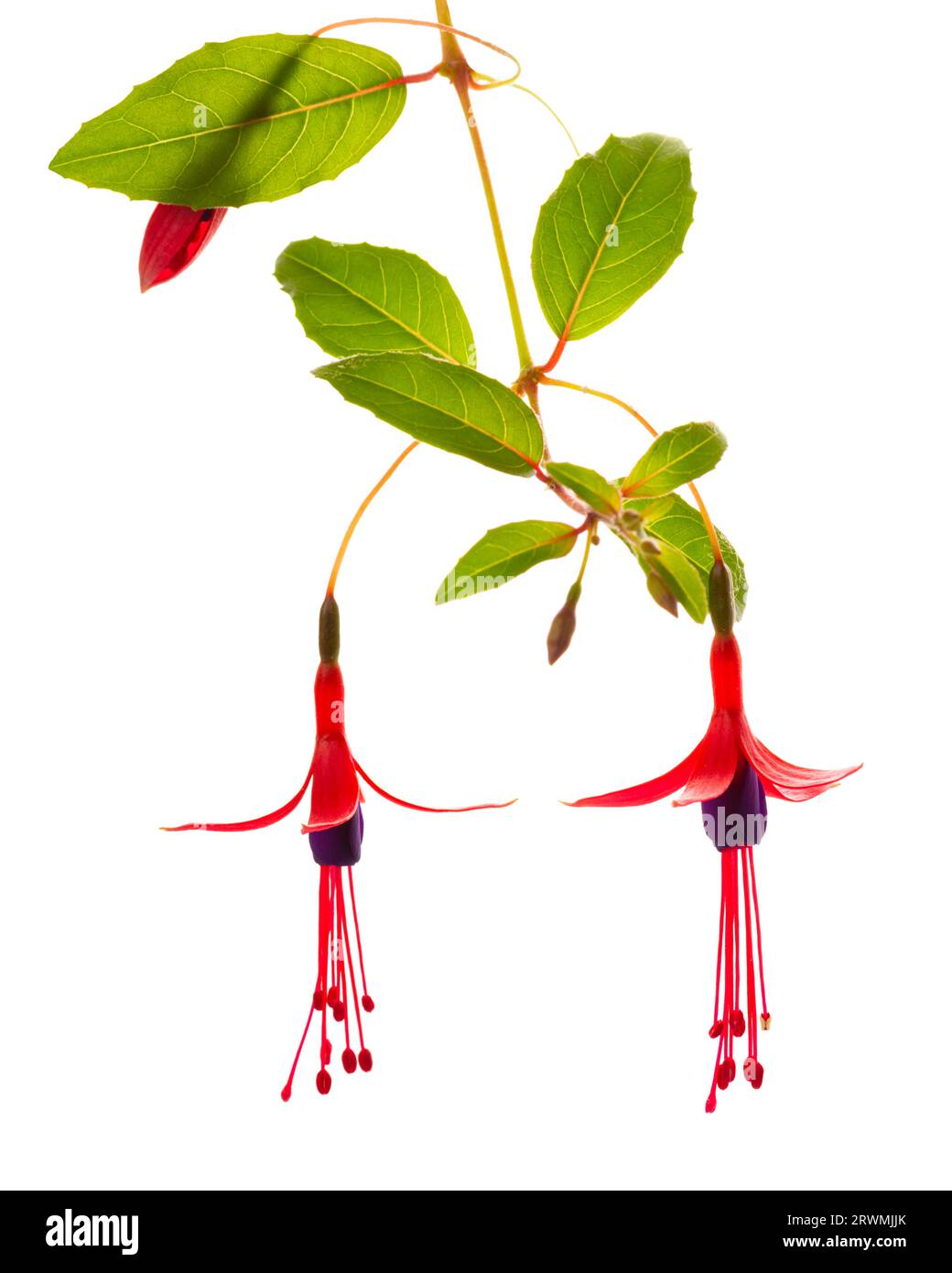 Fioriture pendenti ramoscelli in sfumature di rosso scuro fuchsia fiore è isolato su sfondo bianco, magellanica, primo piano Foto Stock