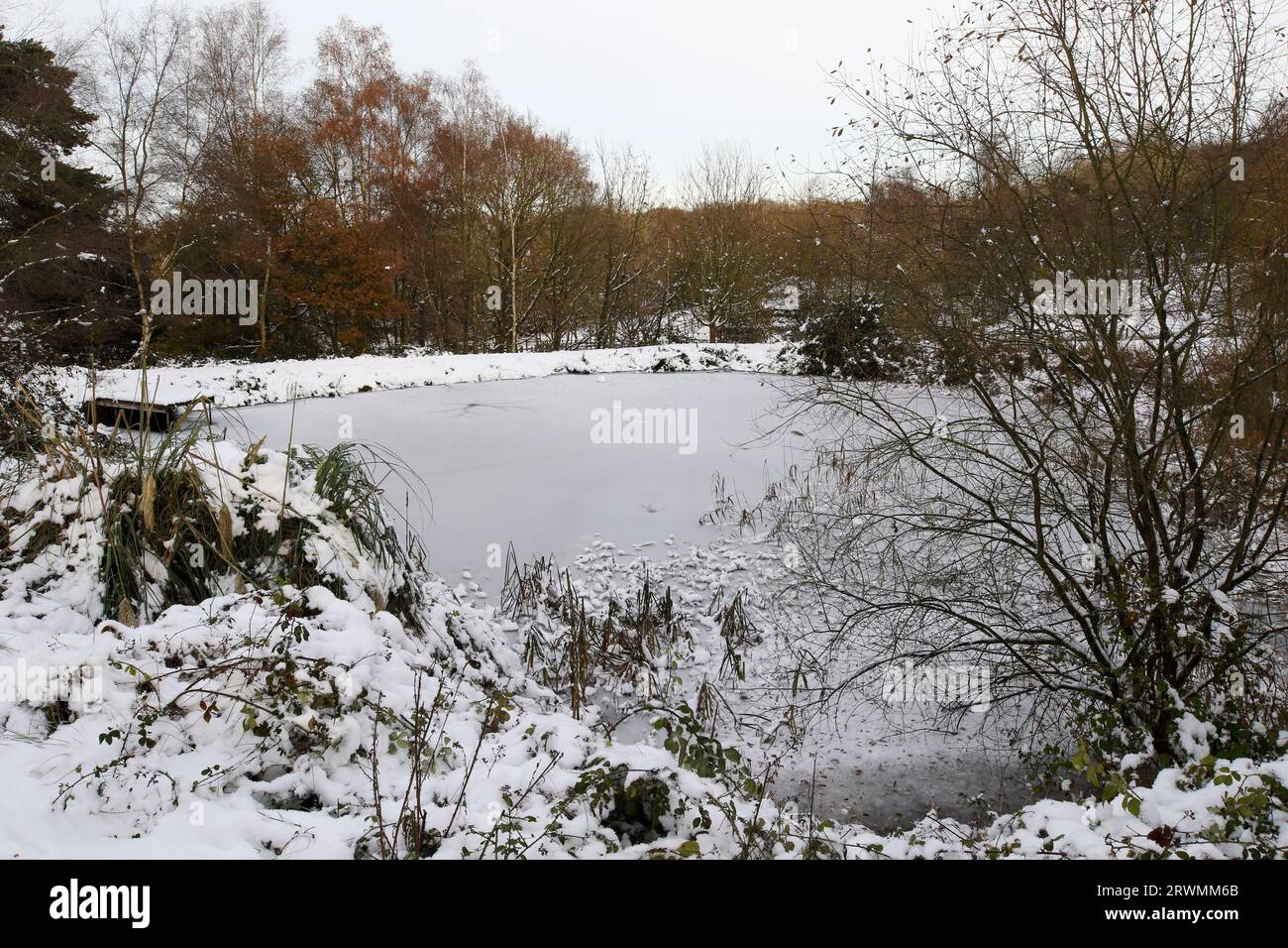 Stagno congelato in inverno, Regno Unito Foto Stock