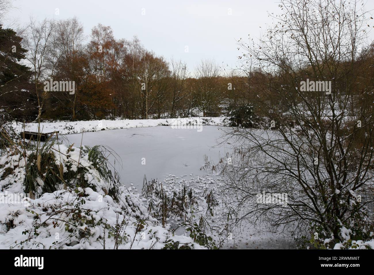 Stagno congelato in inverno, Regno Unito Foto Stock