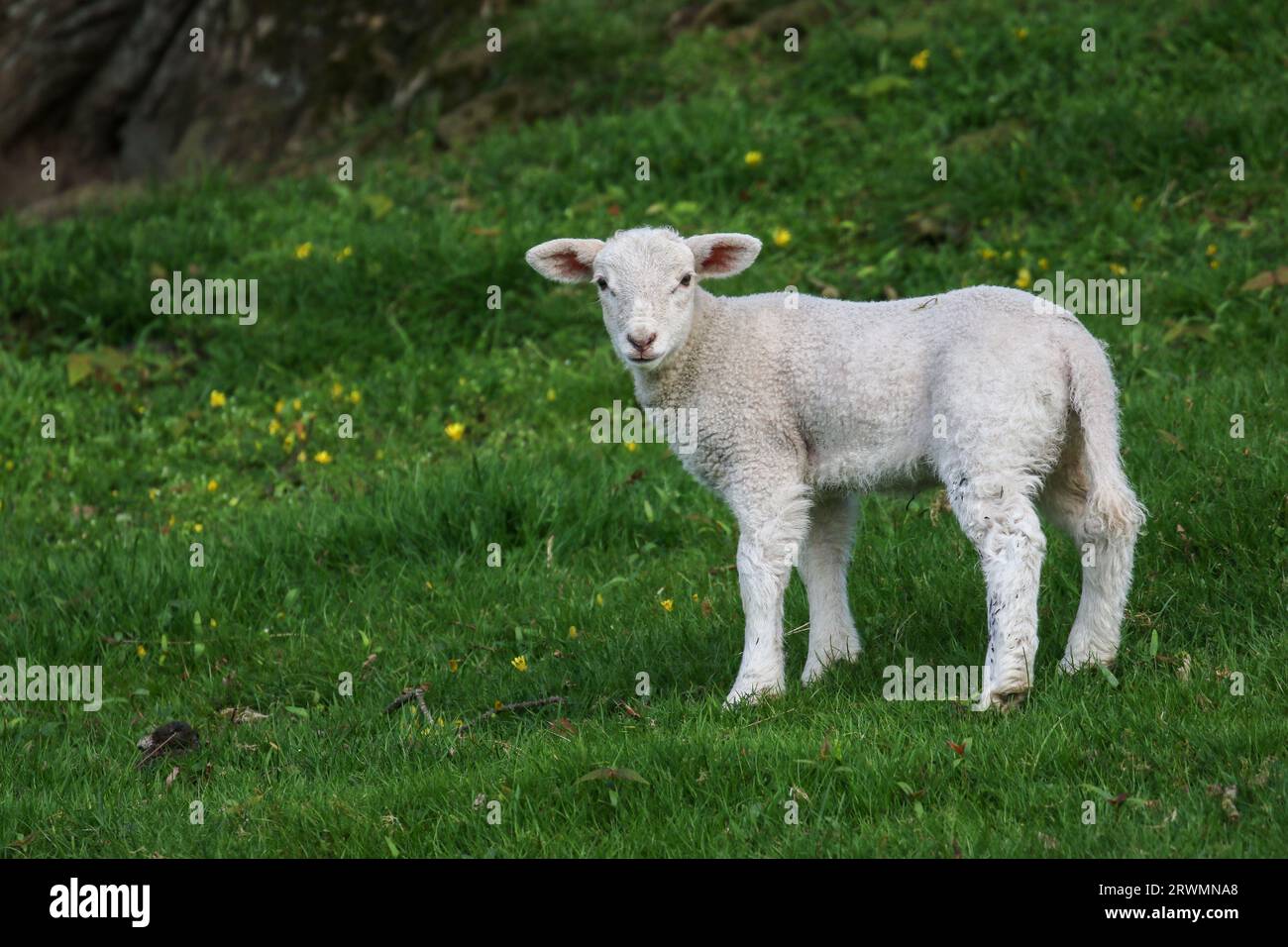 Agnelli primaverili, Galles, Gran Bretagna Foto Stock