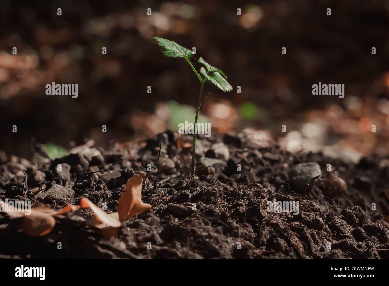 Freschezza ecocompatibile: Gli inizi della crescita verde in primo piano Foto Stock